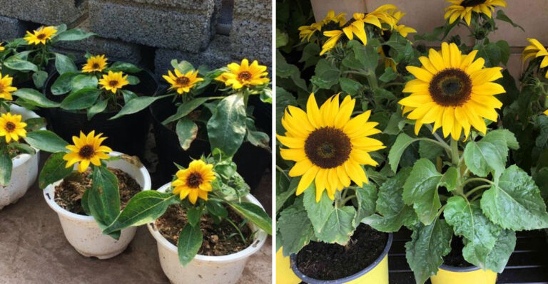 Miniature Dwarf Sunflowers That Thrive In North Carolina Gardens And Containers