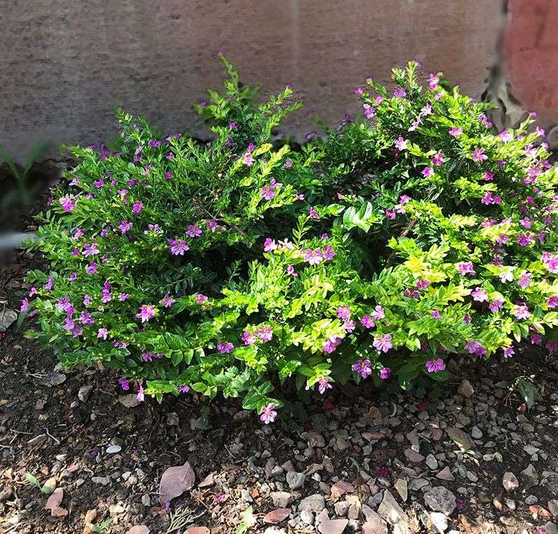 Mexican Heather Fine Texture With Nonstop Blooms