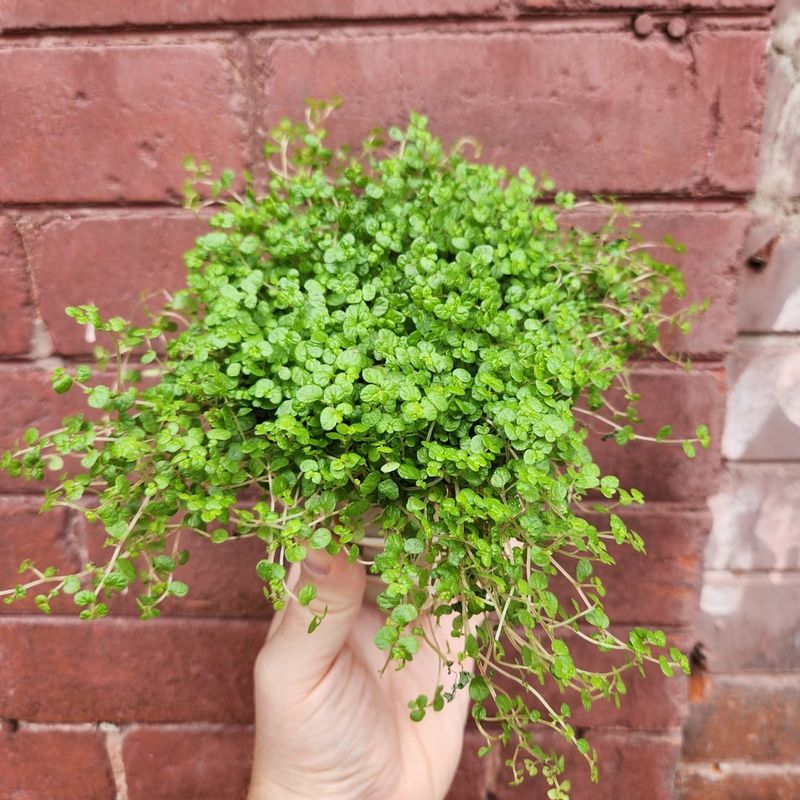 Baby Tears Lush And Delicate For Shaded Corners