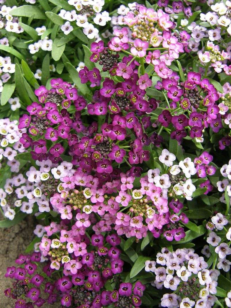 Alyssum