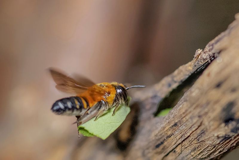 Leafcutter Bees Cutting Perfect Circles For Their Nests