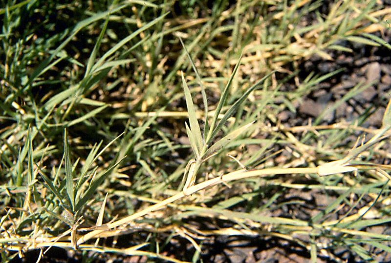 Bermuda Grass 