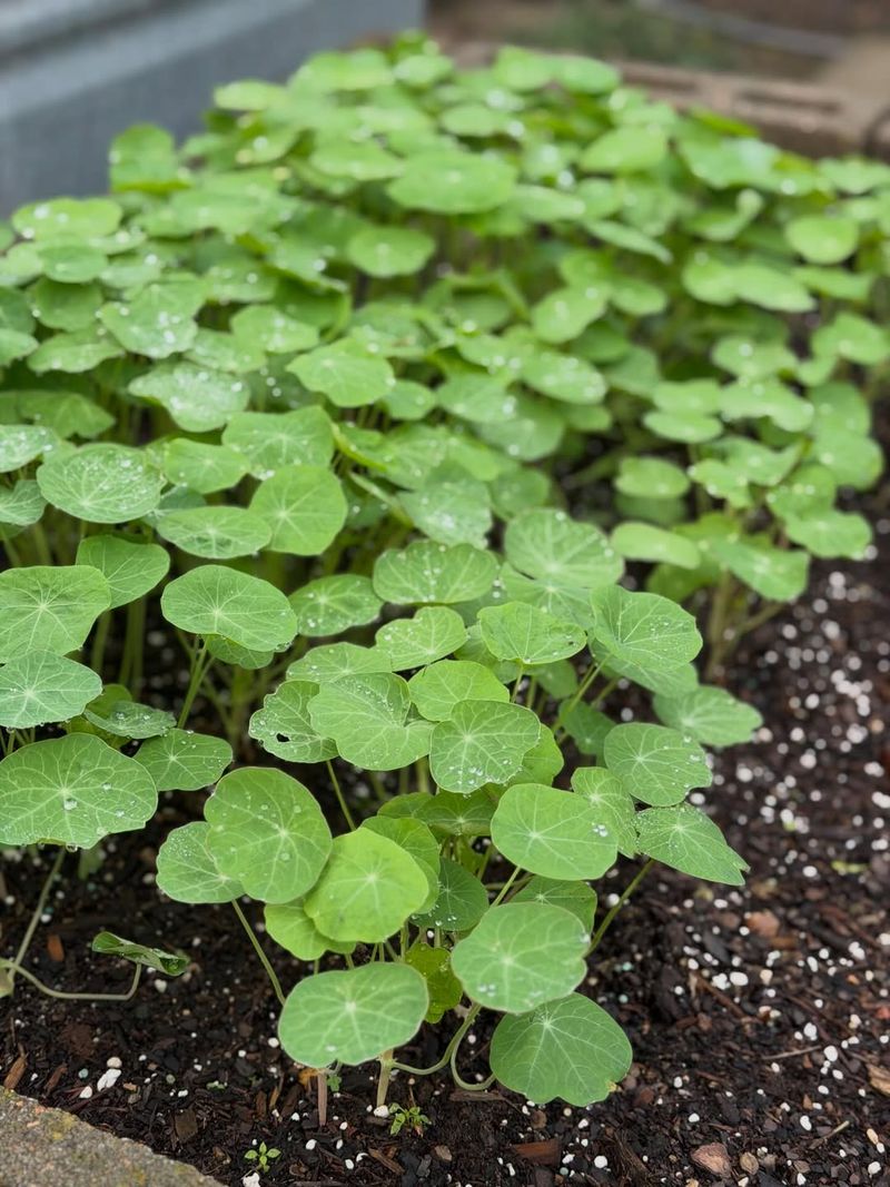 Tarragon And Chervil Grow Best Together In Mild Conditions