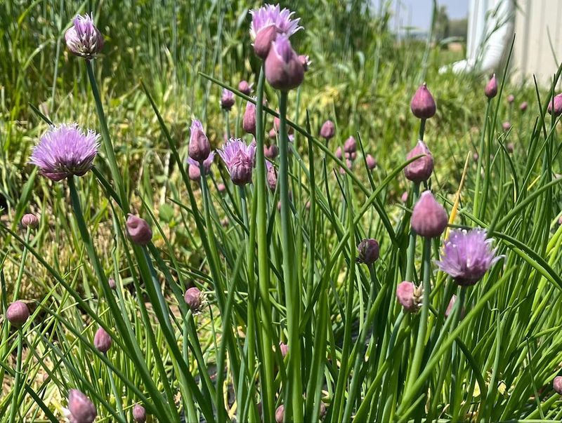 Chives Helping Deter Pests Around Nearby Plants