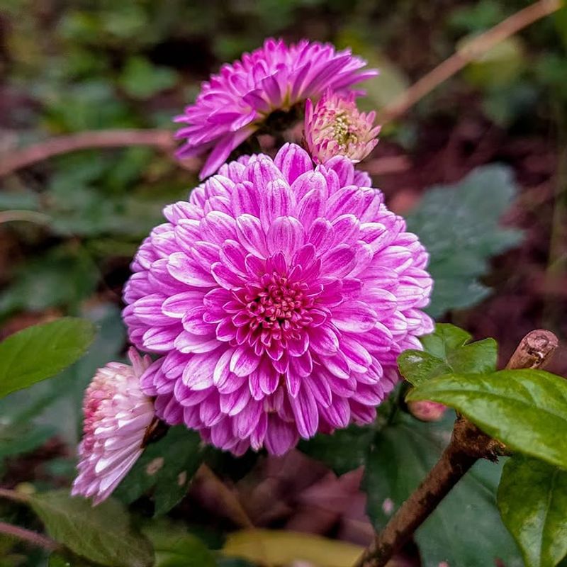 Chrysanthemums Contain Natural Compounds That Deter Pests