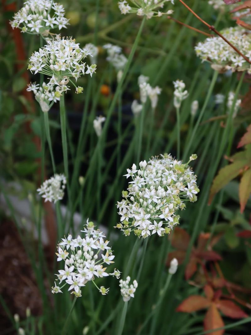 Garlic Chives Add Bite And Garden Function