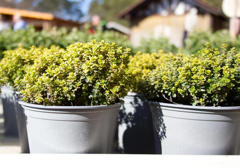 Thyme (Thymus Spp.)