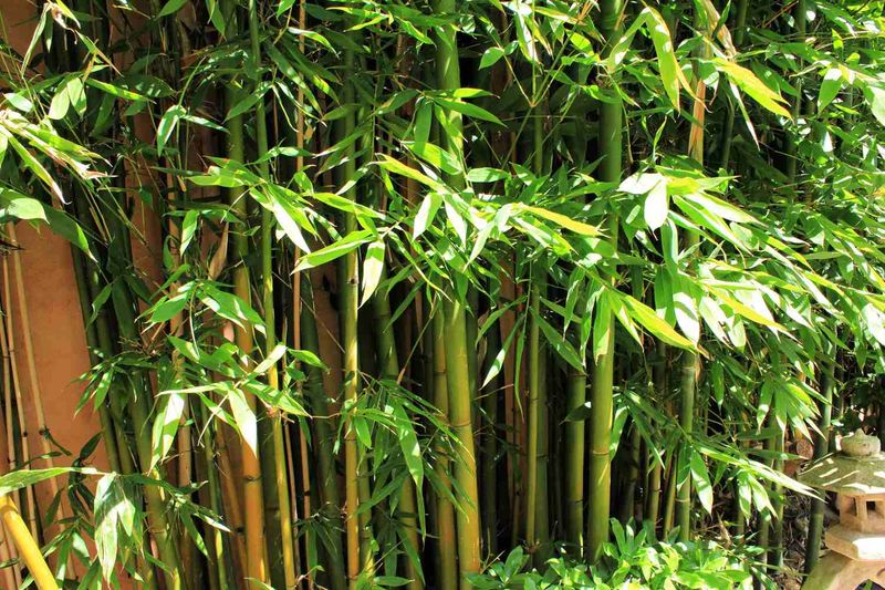Bamboo (Running Types)