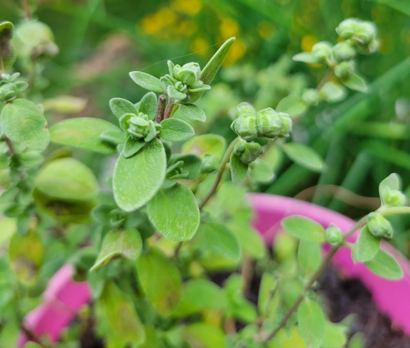 Sweet Marjoram (Origanum majorana)