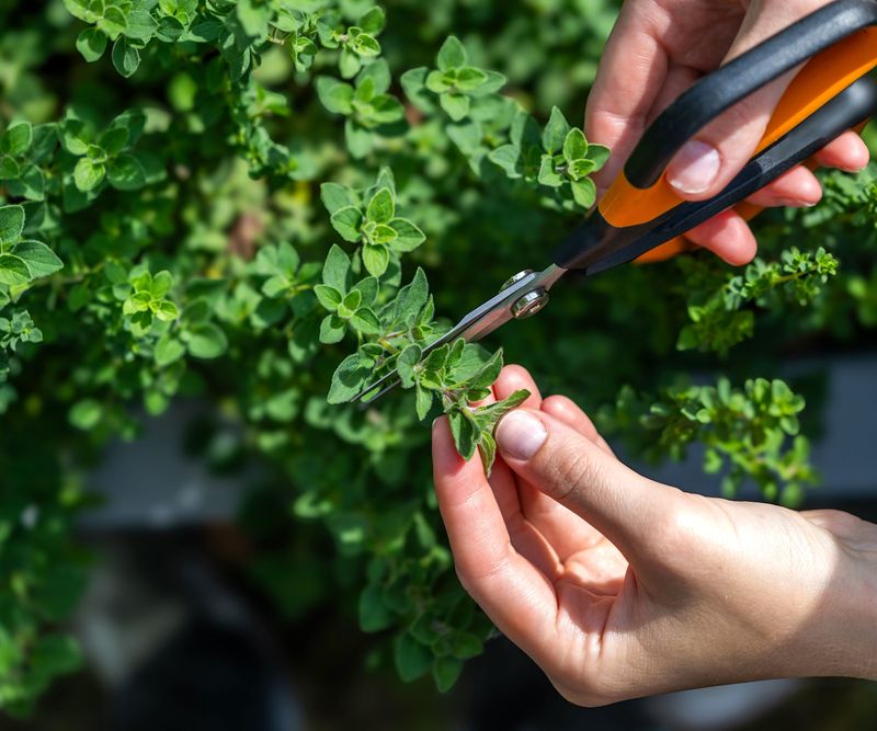 Oregano (Origanum vulgare)