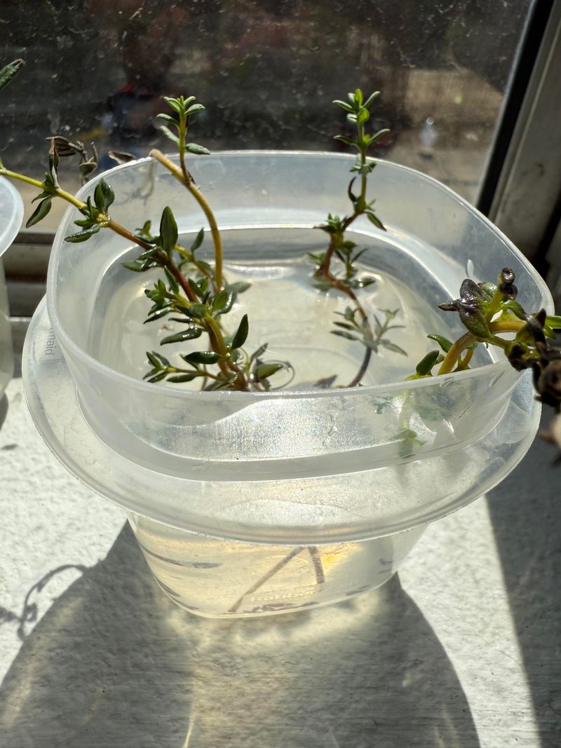 Thyme Small But Packed With Flavor