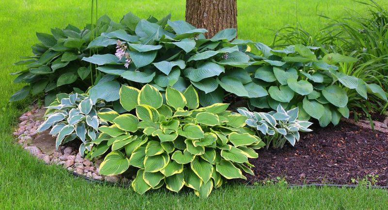 Hostas Need Shade And Cooler Conditions