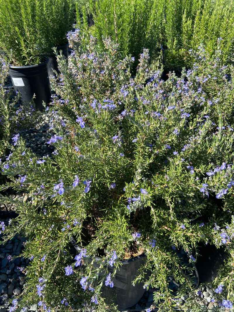 Rosemary Handles Heat And Dry Conditions Well