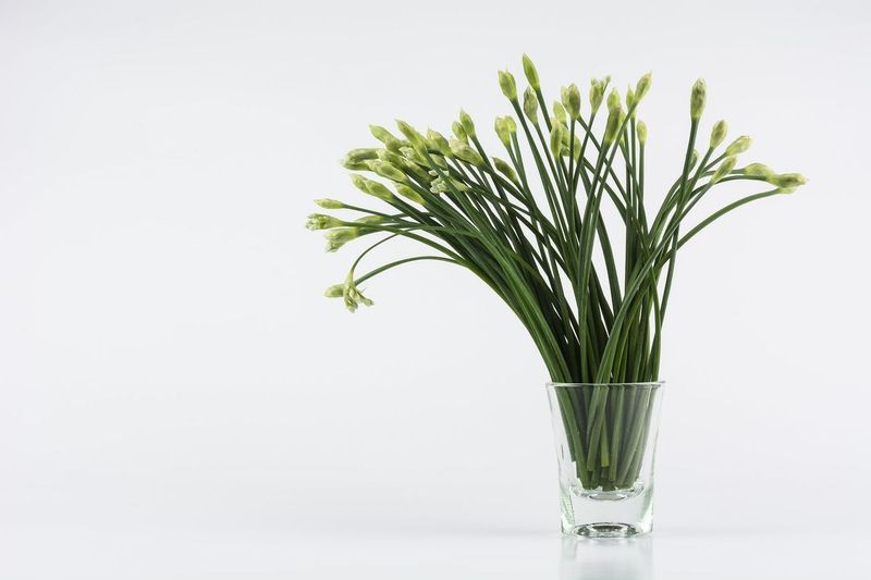 Chives Deliver Fresh Greens From Water Propagation