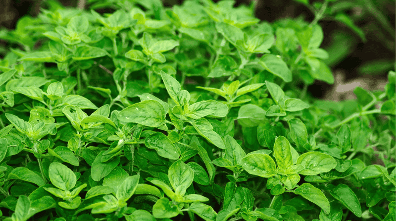 Oregano Settles In Well As A Spring Transplant