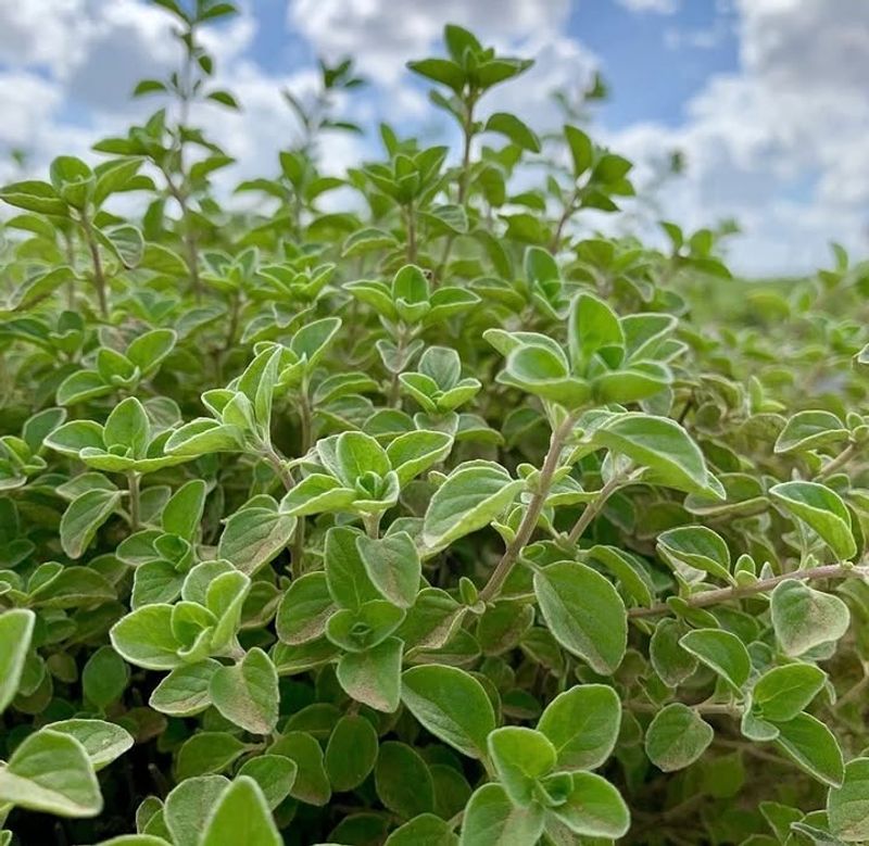 Oregano Gets Thicker With Frequent Snips