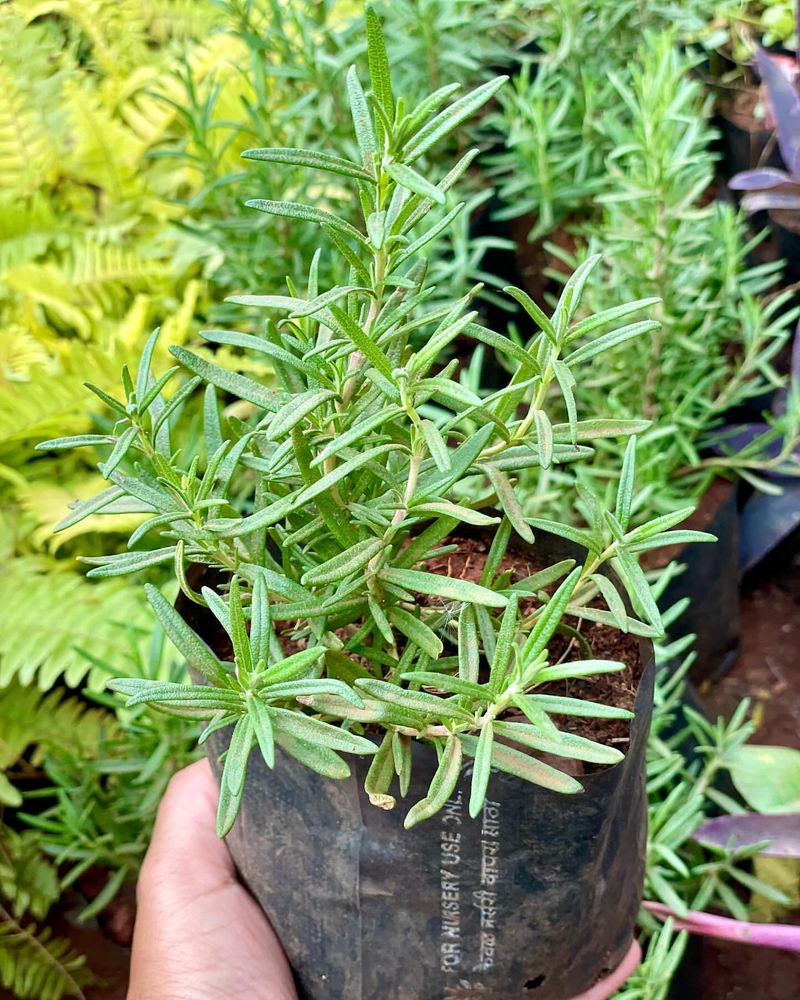 Rosemary Loving Warm And Dry Air