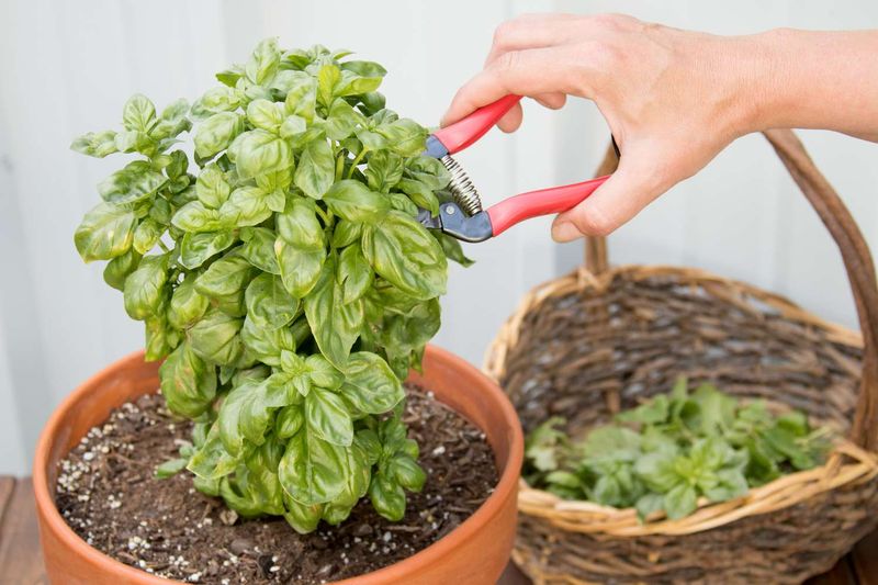 Basil That Keeps Coming Back Fuller
