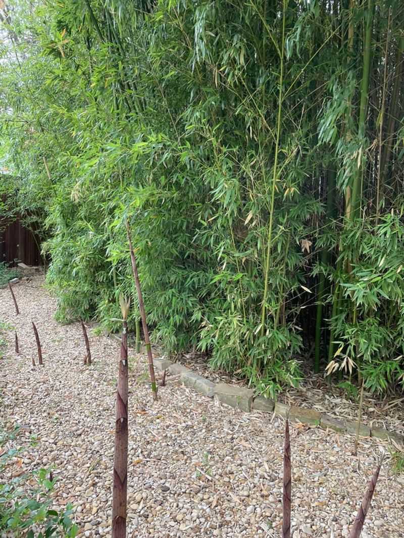 Bamboo (Running Types)