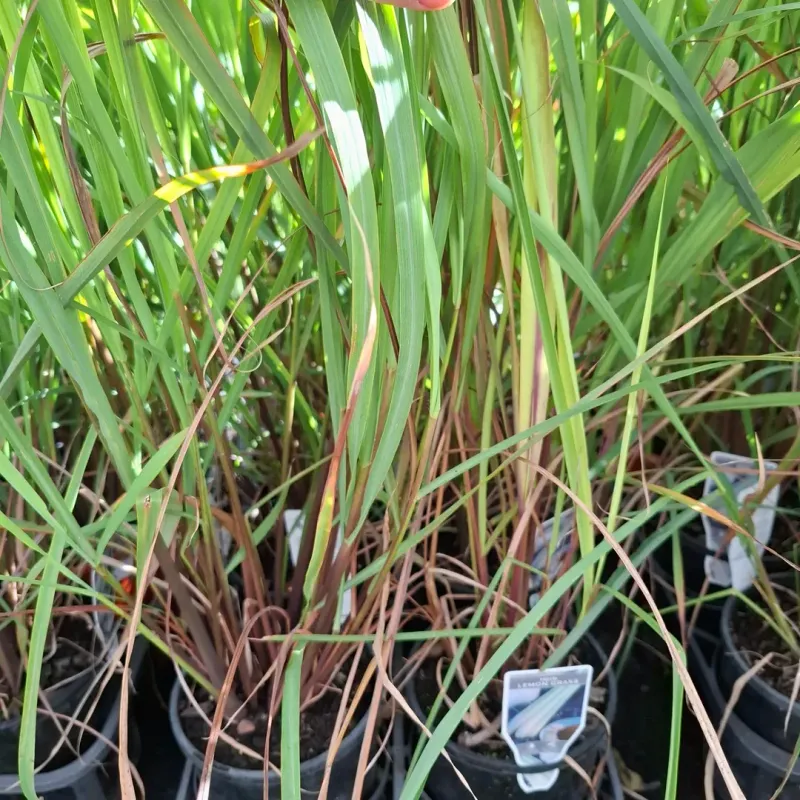 Lemongrass