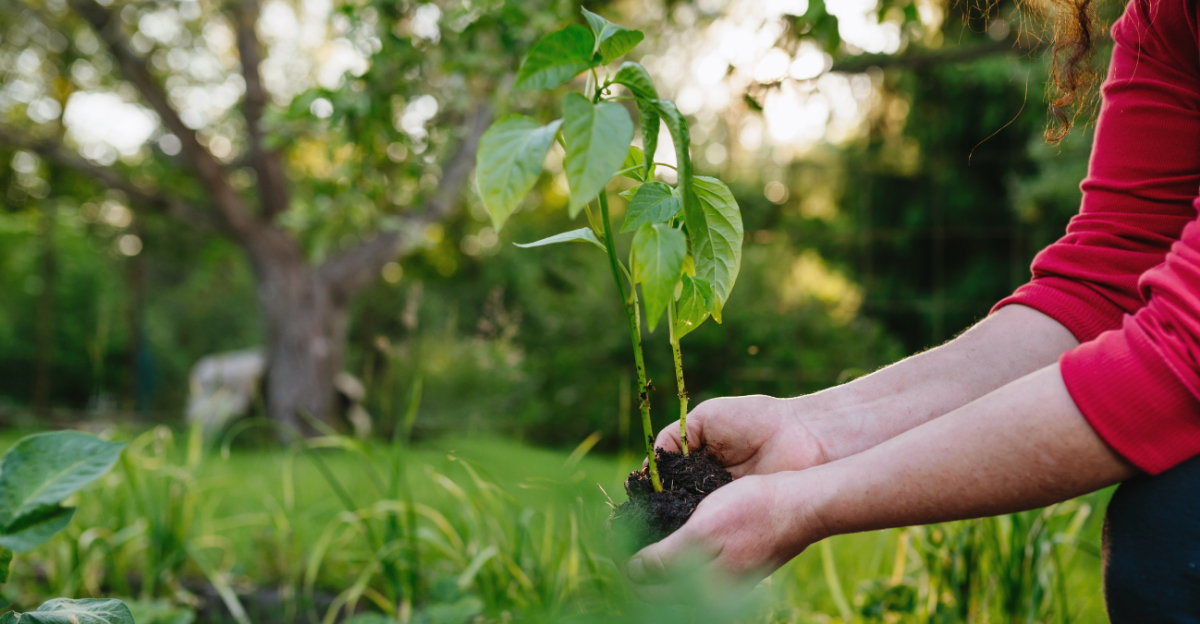 Mistakes Every New Texas Gardener Makes That Cause Big Problems