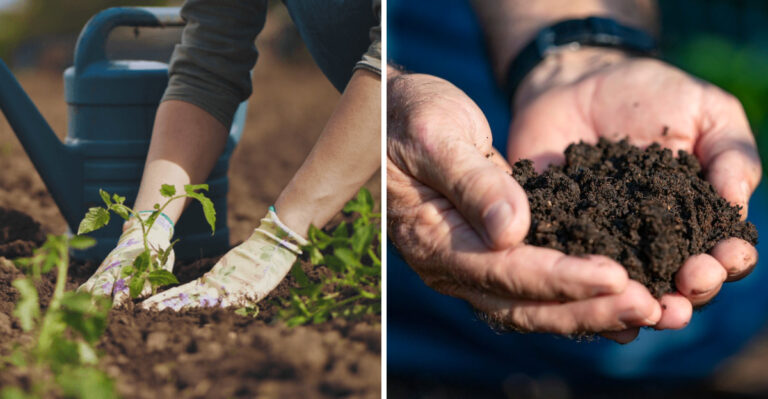 Mistakes Some Texas Gardeners Make In Spring That Hurt Summer Plants