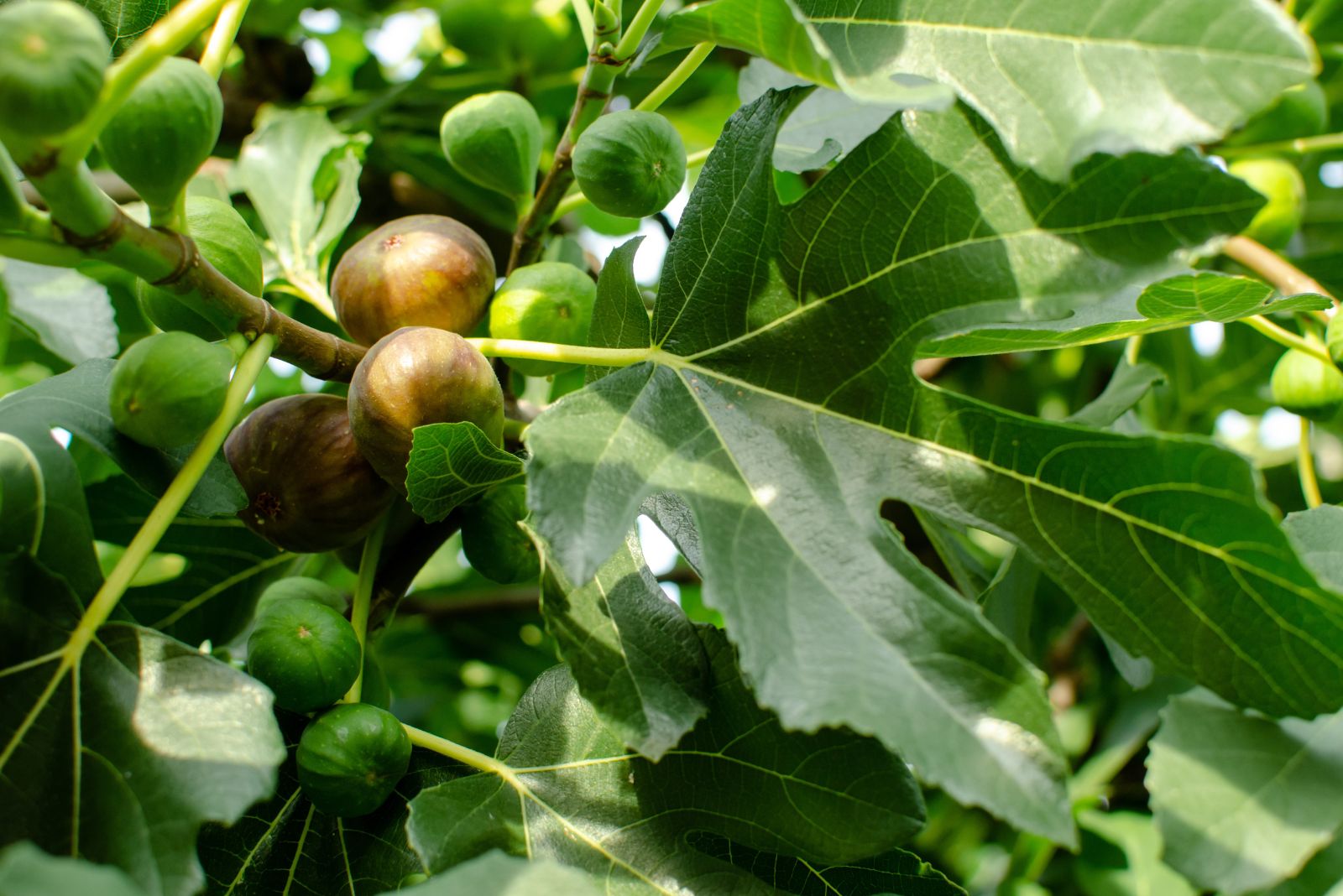 fig tree