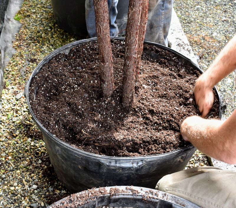 Letting Soil Dry Out Completely