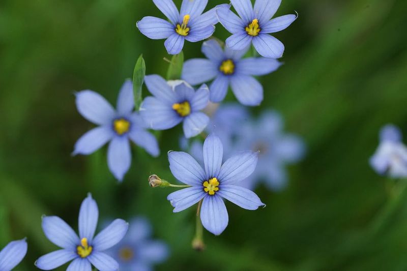 Blue Eyed Grass With Its Delicate Spring Charm