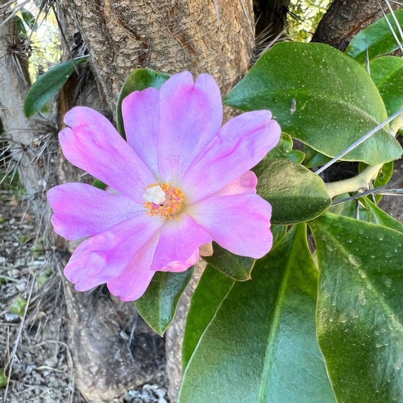 Rose Cactus Breaks The Usual Cactus Look