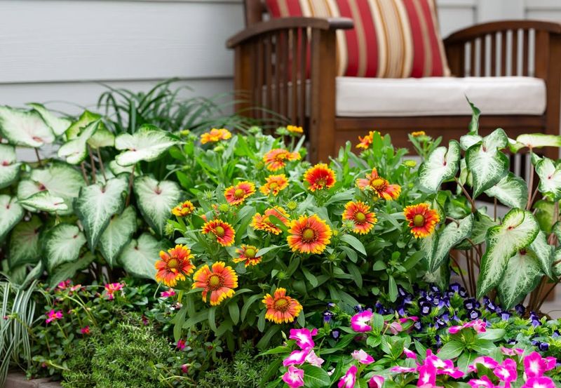 Choose Heat-Tolerant Flowers That Last Through Summer