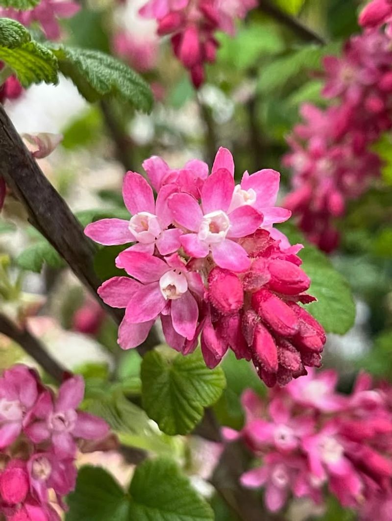 Red Flowering Currant