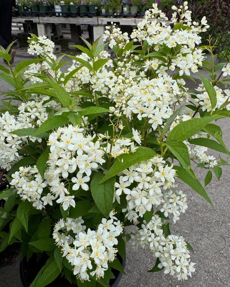 Deutzia Blooms Heavily In Late Spring