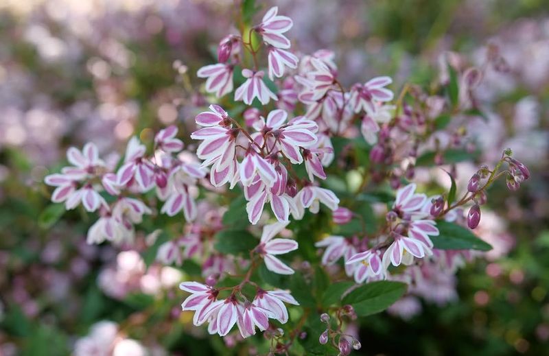 Spring-Flowering Deutzia Keeps Its Grace With The Right Prune