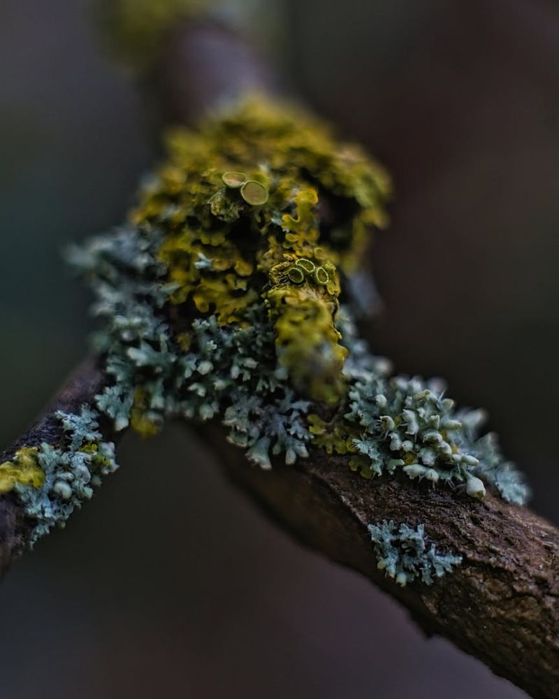 It Is Not Feeding On Your Tree