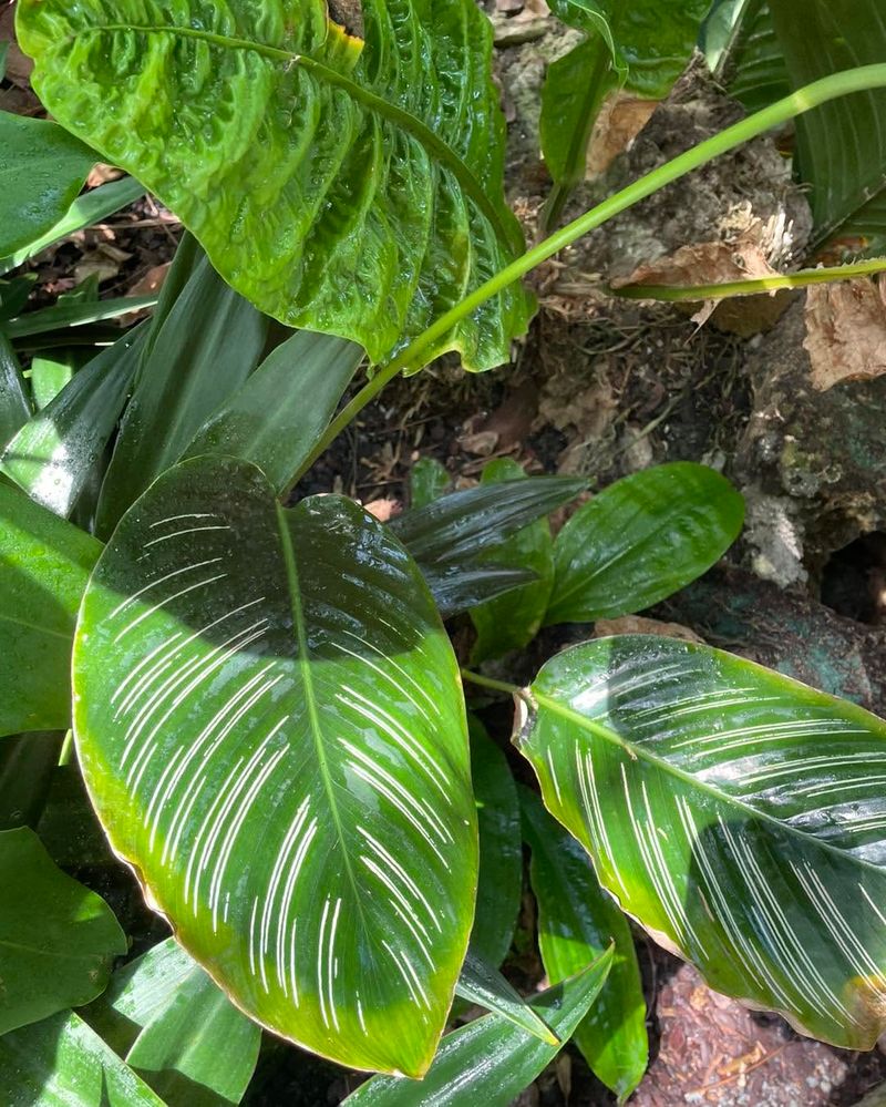 Letting Leaves Dry Before Working Helps Reduce Disease Spread