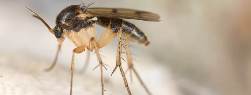 Indoor Plants Often Reveal Fungus Gnats First