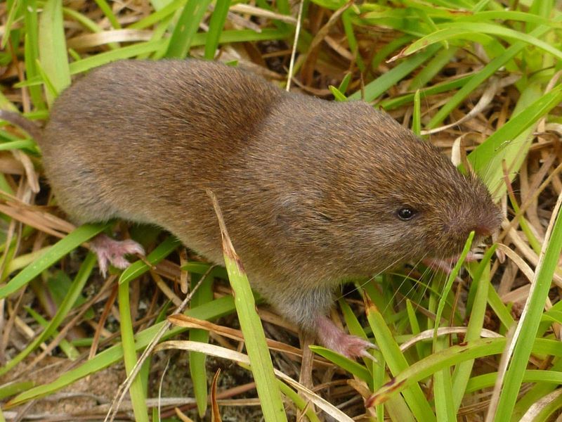 Voles For Sneaky Root Damage