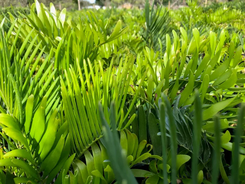 Coontie Adds Native Texture In Dry Shade