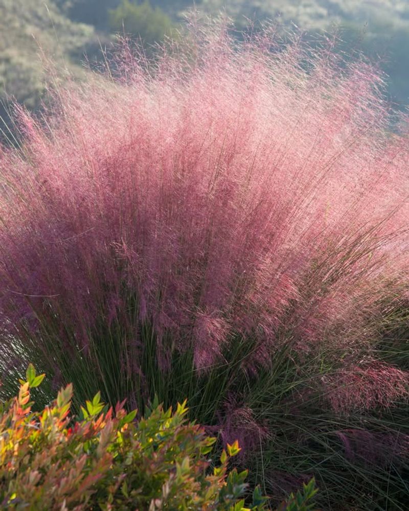 Pink Muhly Grass 