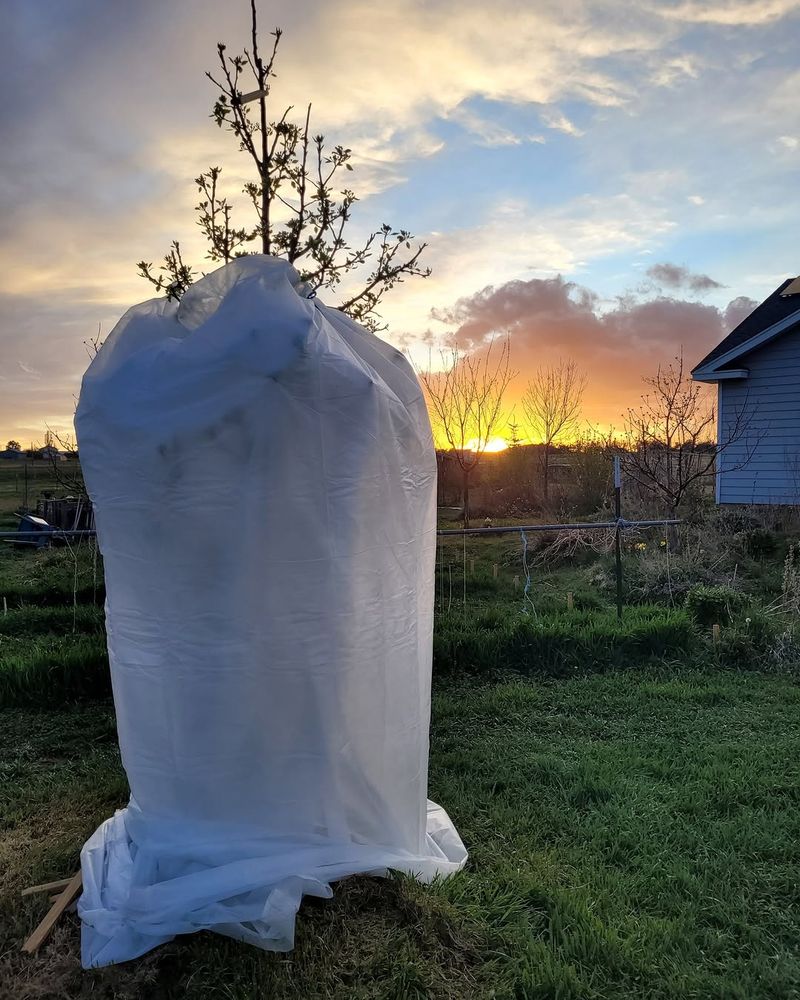 Protect Blossoms From Late Frost When Possible