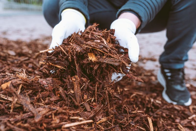 Mulch Lightly To Stabilize Soil Temperature