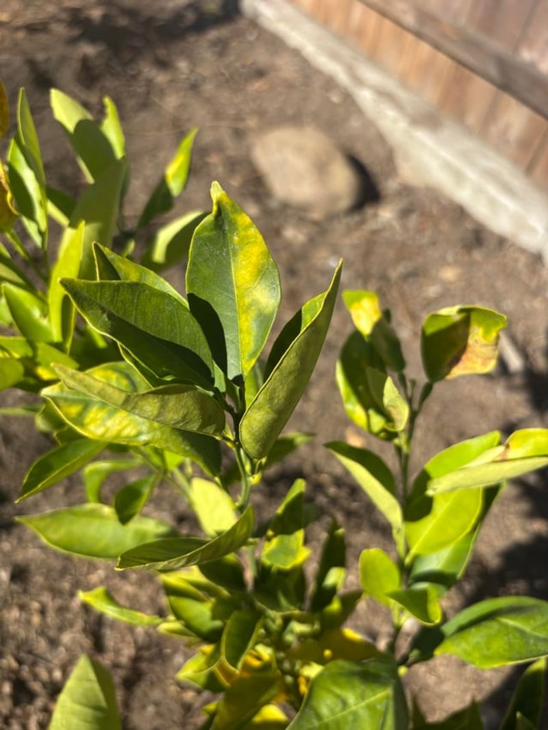 Check For Nutrient Deficiencies In New Growth