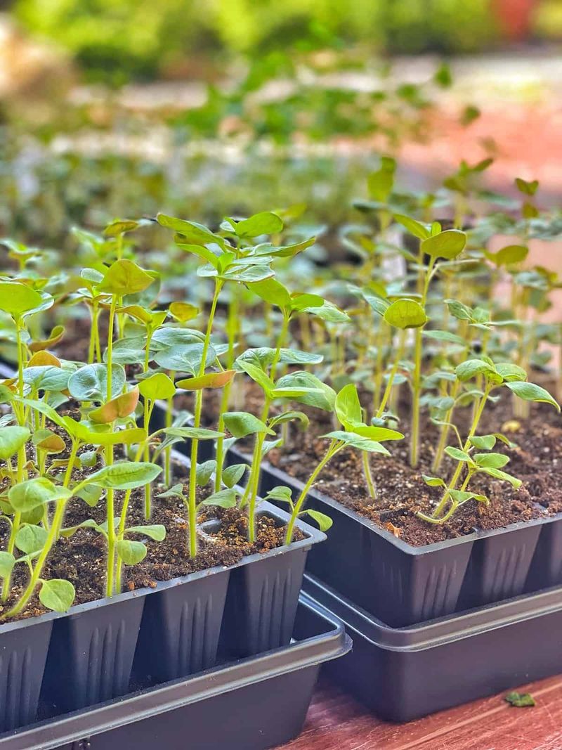 Avoid Strong Winds That Can Damage Tender Stems