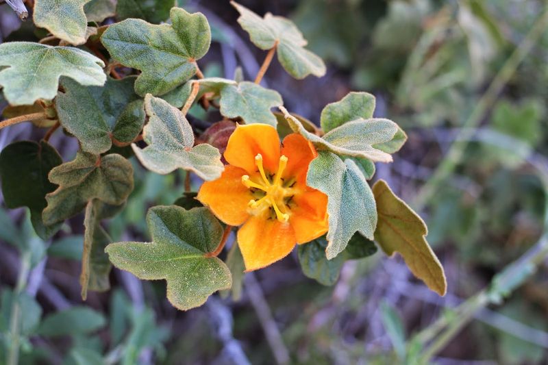 Dwarf Flannel Bush