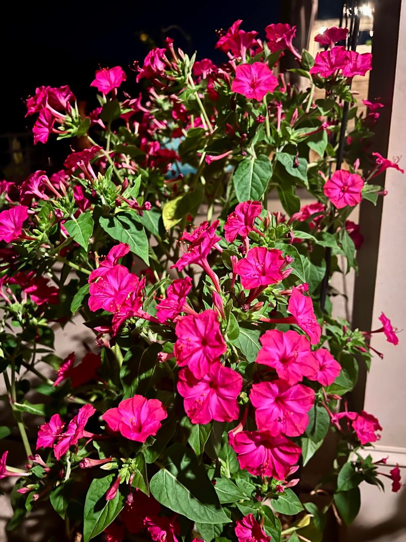 Four O'Clocks Open In The Evening With Strong Color