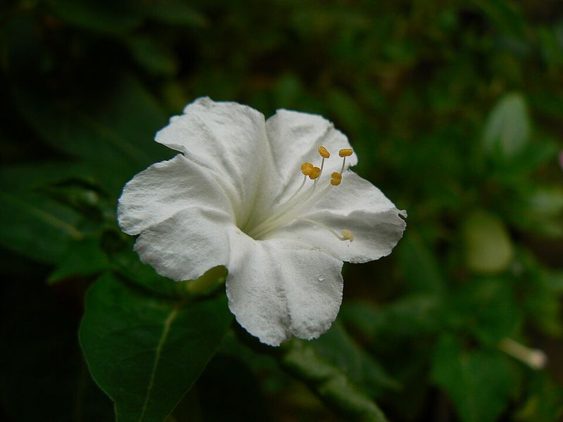 Four O'Clocks Release Fragrance As The Sun Goes Down