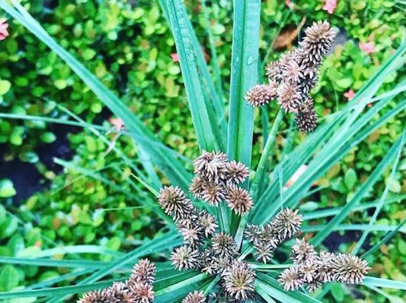 Purple Nutsedge Returns From Underground Tubers