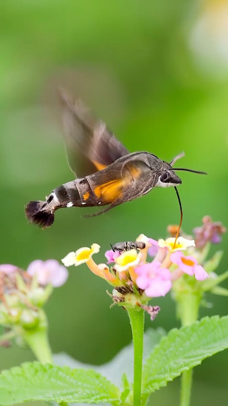 Lantana Packed With Colorful Nectar Clusters