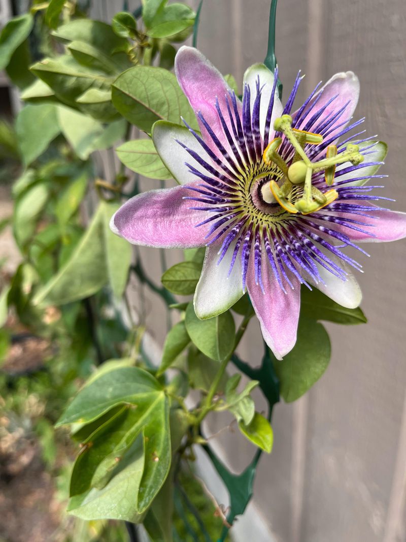 Passionflower Adds Native Beauty And Pollinator Appeal